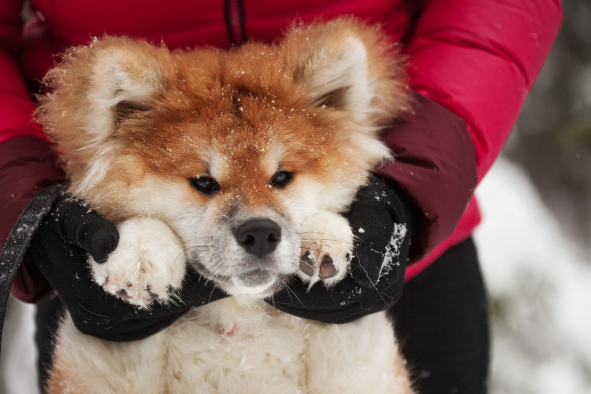 Precious Akita Puppy Waiting His Turn to Meet Santa Is Simply