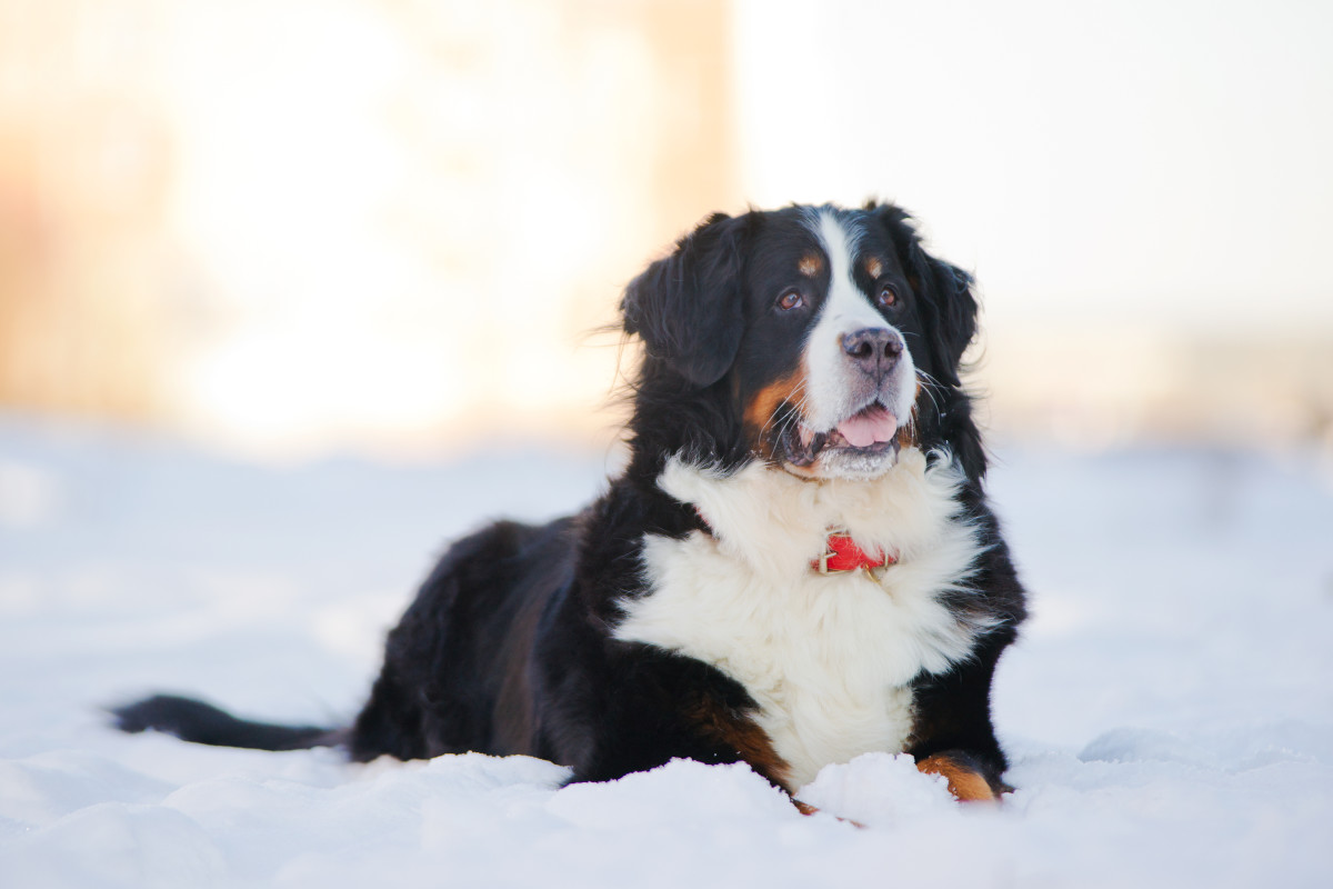 Bernese Mountain Dog 'Shows Her Baby Sister Snow' in Core Memory Moment ...