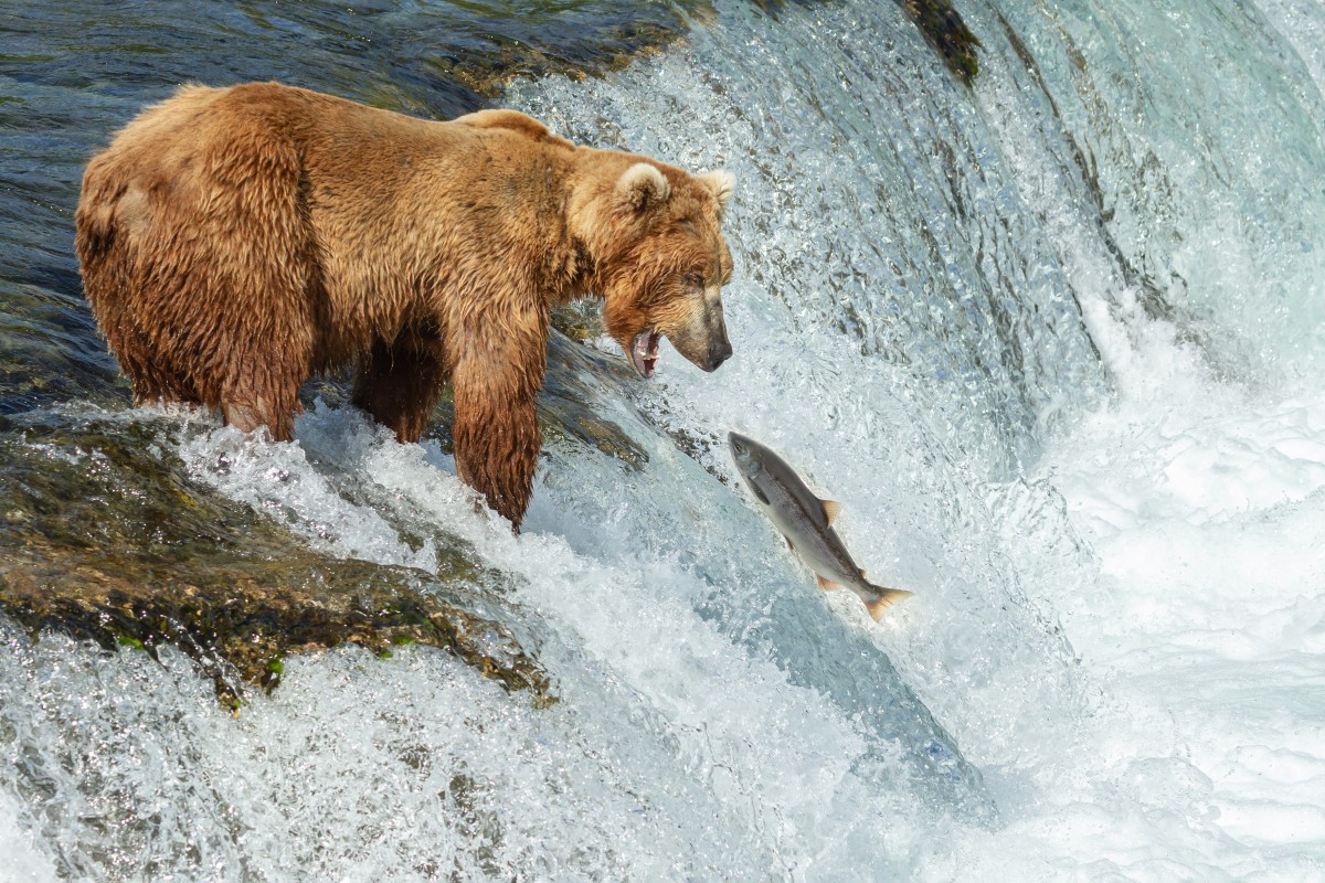 Wildlife Photographer's Images of Grizzly Bears Fishing Are Just ...