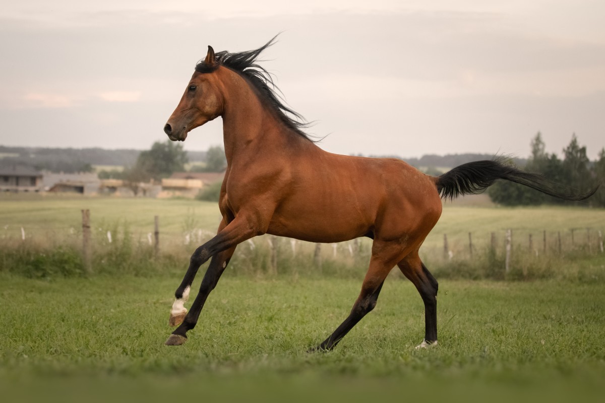 Little Girl Tries to Convince Horse to Take a Selfie in Funny Video ...