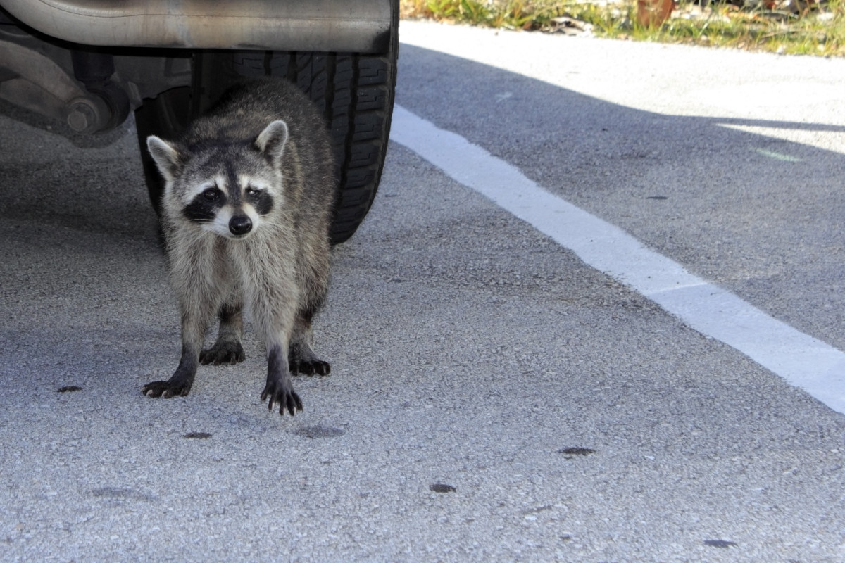 Kind Girl Goes the Extra Mile to Rescue Raccoon From Traffic - Pet News