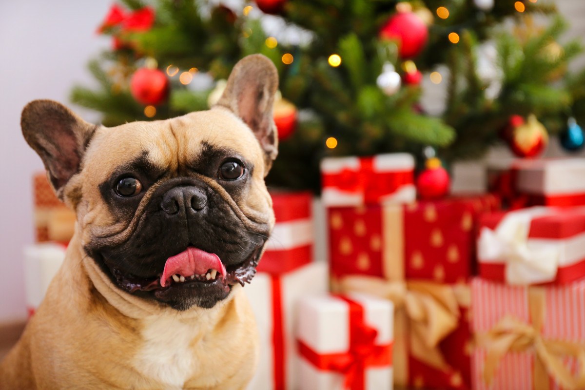 French Bulldog's Moving Reaction to Dad's Singing Is Full of Love - Pet ...