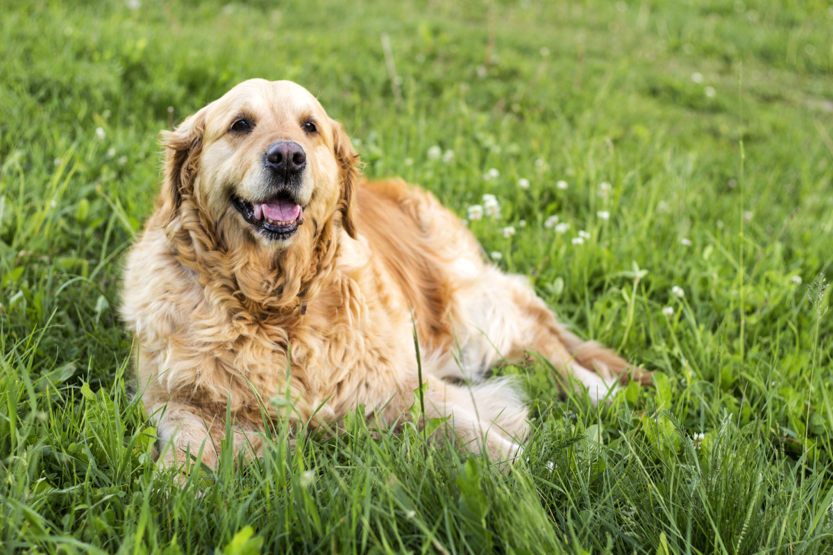 13-Year-Old Deaf Dog Still Recognizes the 'Vibrations' of His Favorite ...