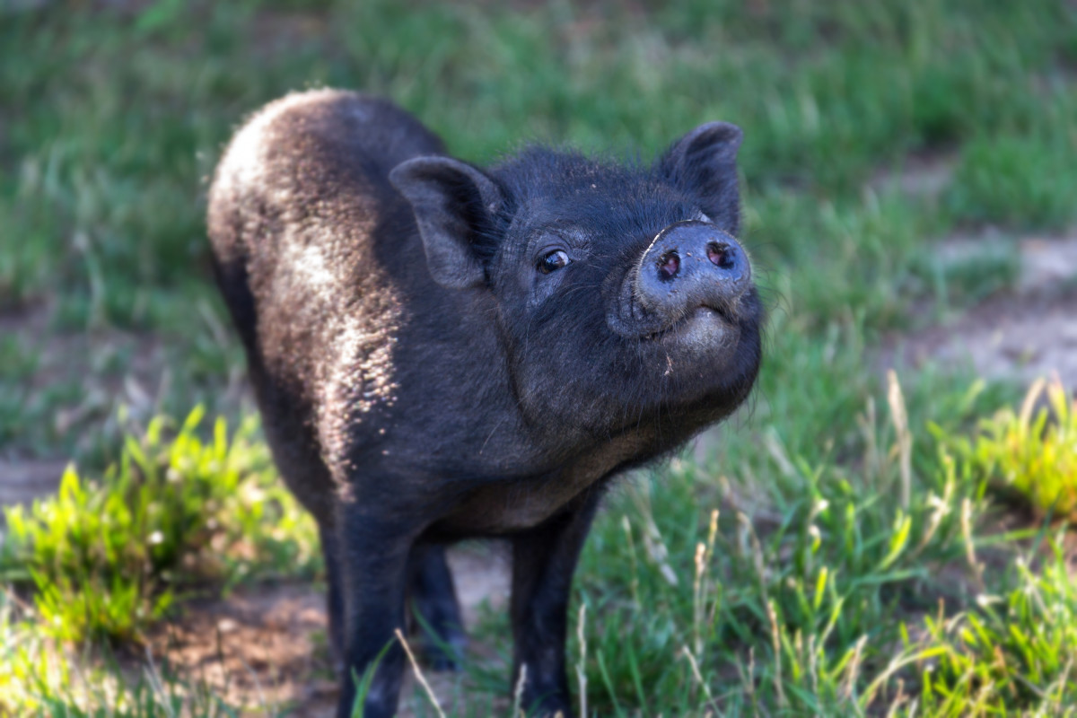 Pig's Funny Way of Demanding Cuddles Is Too Cute to Resist - PetHelpful ...