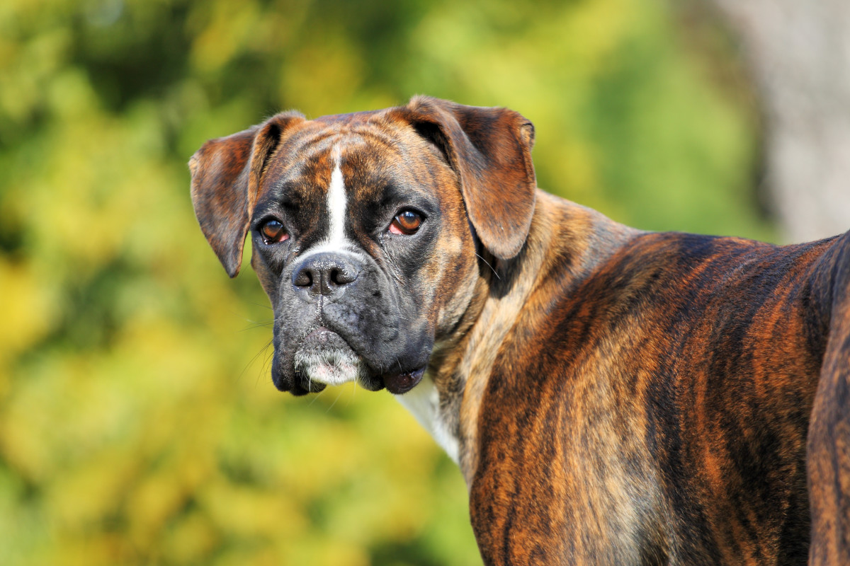 Clever Pet Parents Build Custom Elevator for Boxer with Mobility Issues ...