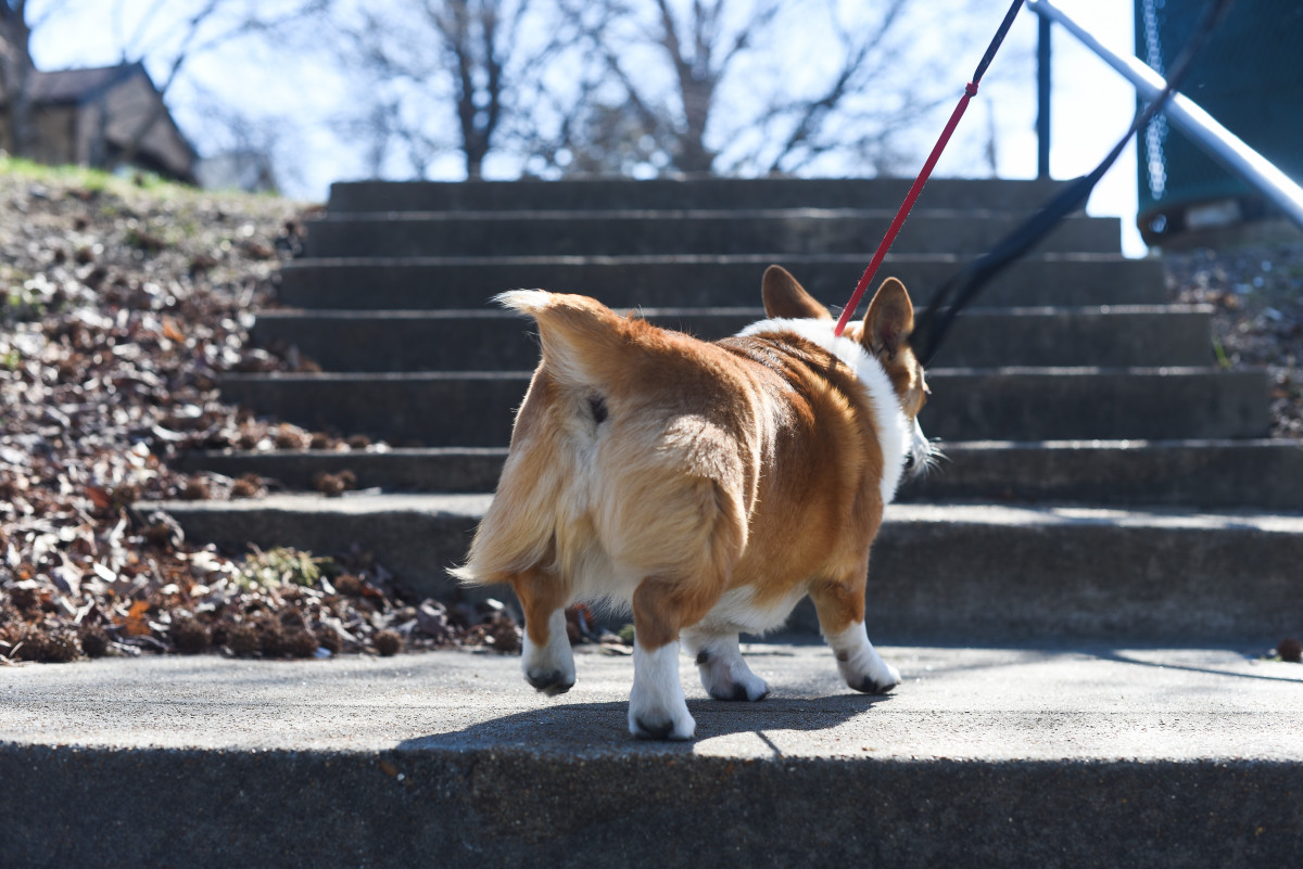 Corgi's Hilarious Way of Going Down the Stairs Is Totally Classic