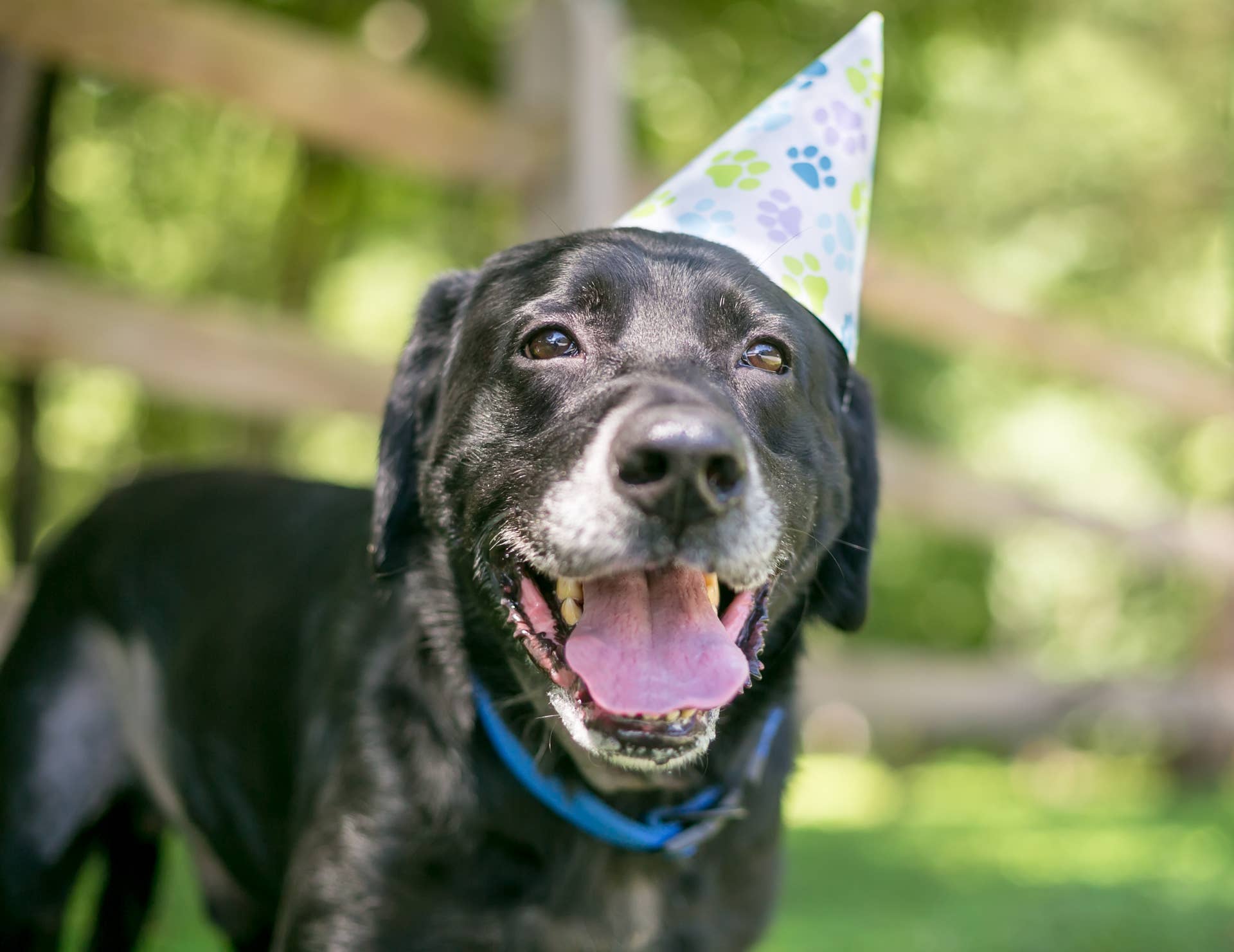 Results of Dog's Special Birthday Photoshoot Couldn't Be More Perfect