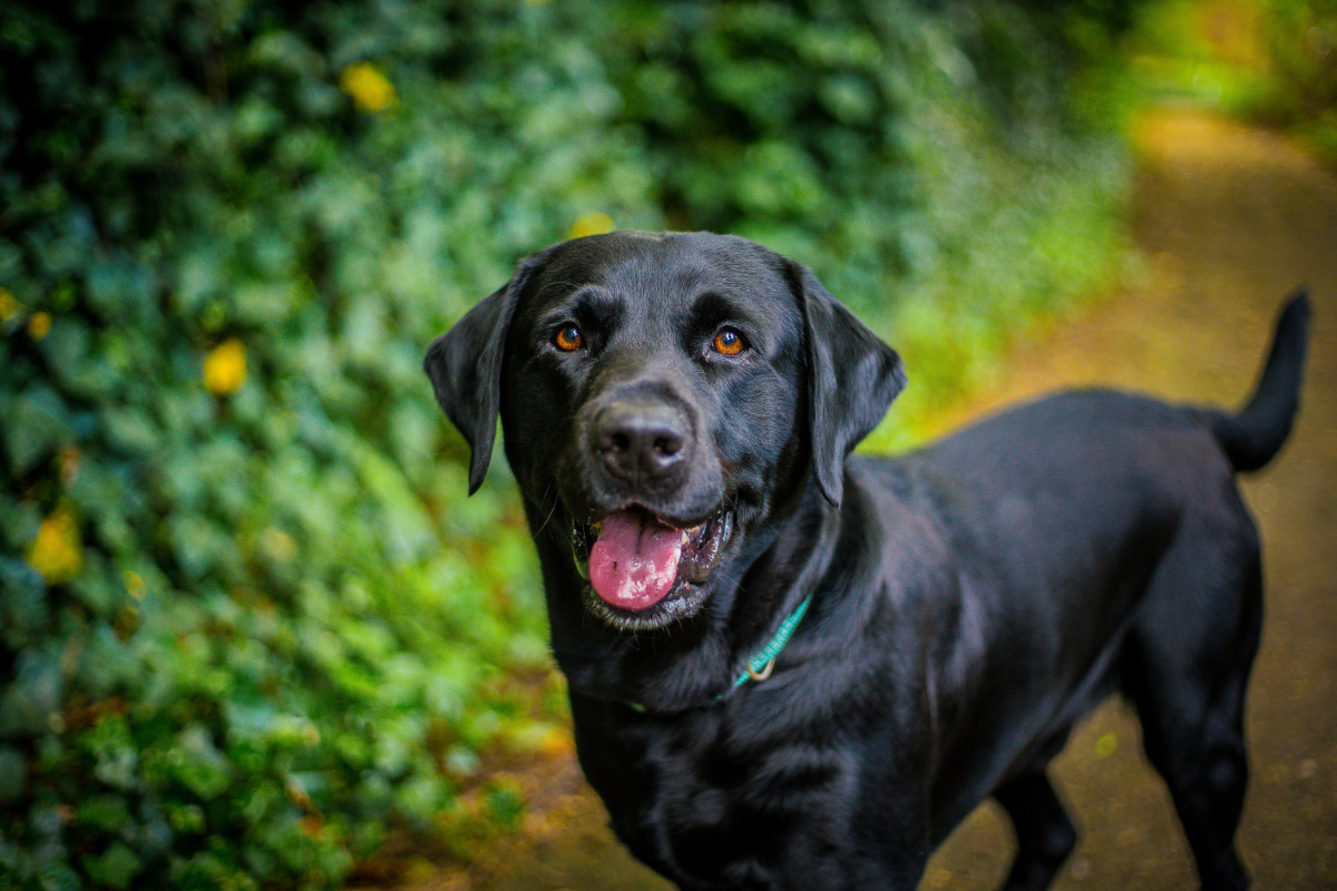 Dog's 'Sneaky' Way of Avoiding Going Back Inside Is Priceless ...