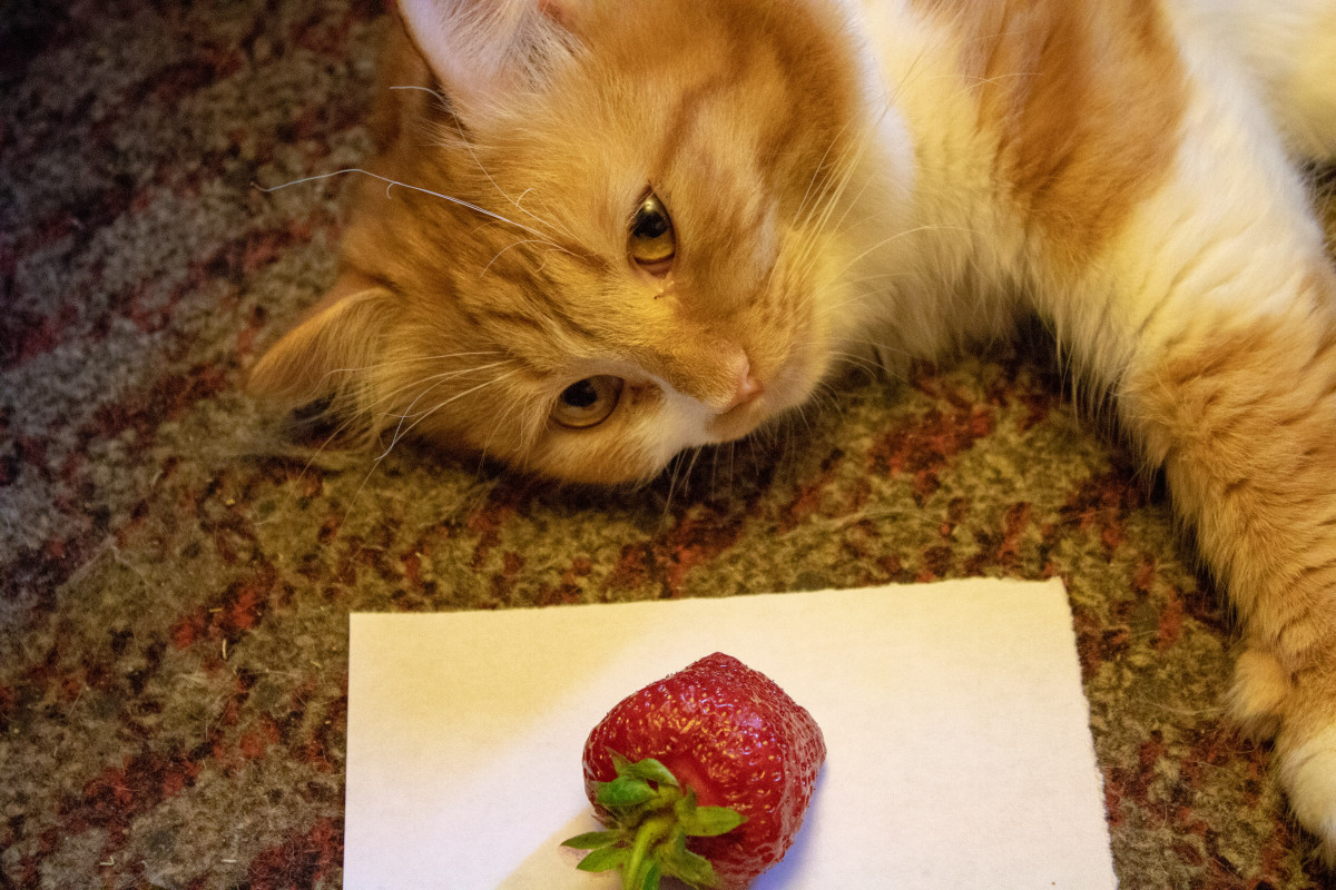 Cat's Pure Adoration of Strawberries Is Enough to Make Anyone Melt