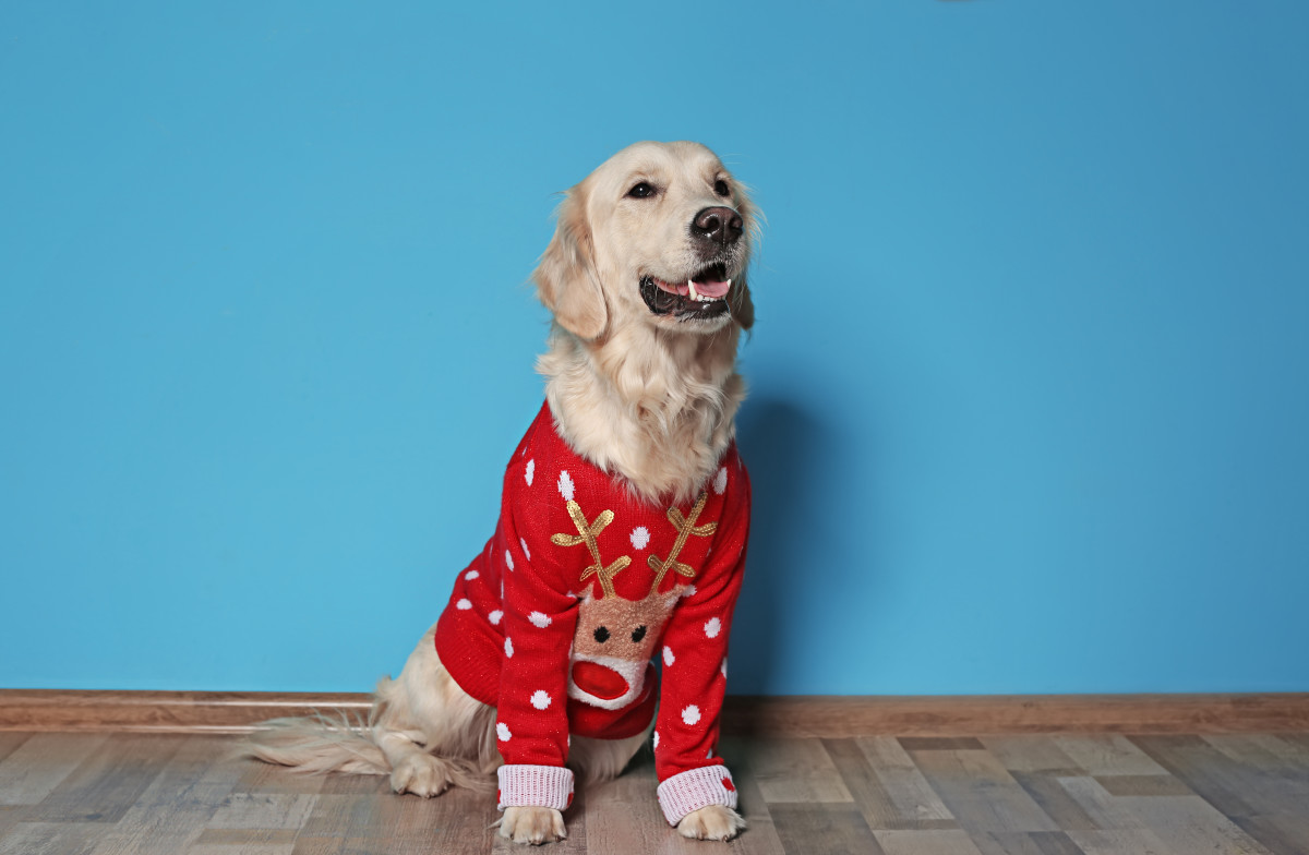 golden-retriever-invites-squirrel-over-for-christmas-dinner-in-true