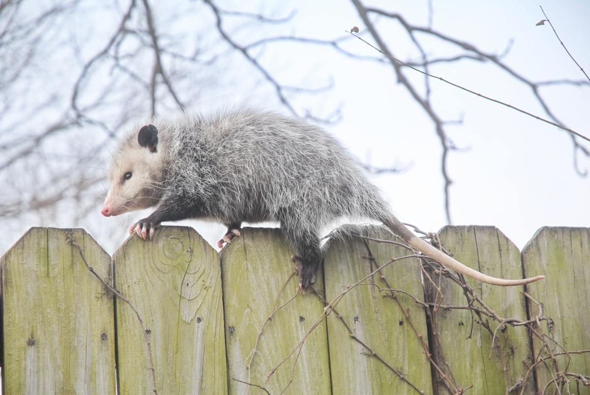 Pet Possum's Adoration for His Dad Is Full of So Much Love PetHelpful