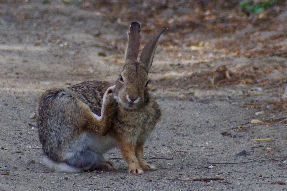 Gigantic Pet Rabbit Is The Sweetest Cuddle Bunny Ever - PetHelpful News