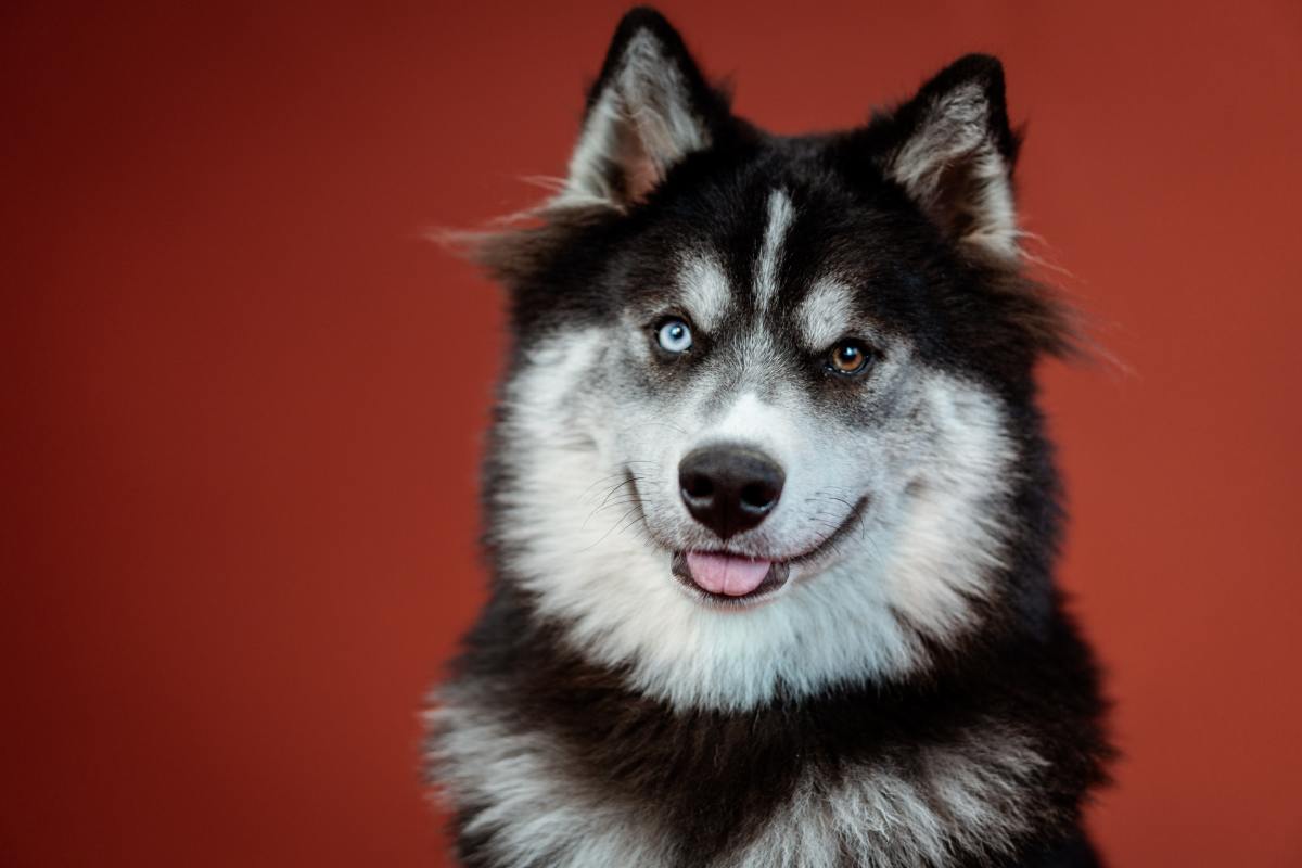 How to stop a sale husky howling when left alone