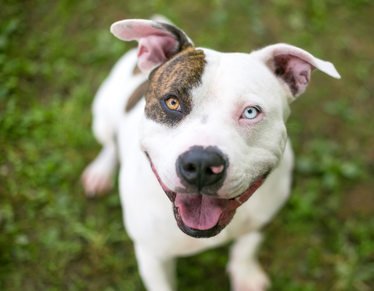 Virginia Rescue Takes in Pregnant Dog Days Before She Welcomes 9 ...