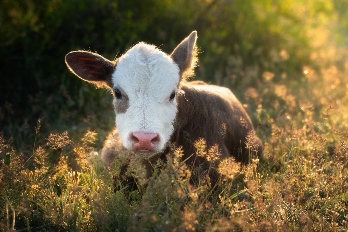 Story of Rescued Calf's Journey of Healing Is So Incredibly Touching