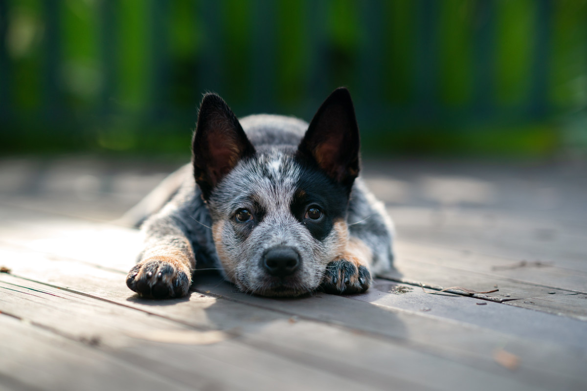 Australian Cattle Dog Attempting to Herd Furniture Is Just Too Funny ...