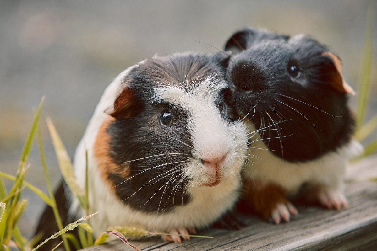 Kind Woman Hailed a Hero for Saving Guinea Pigs Dumped on the Side of