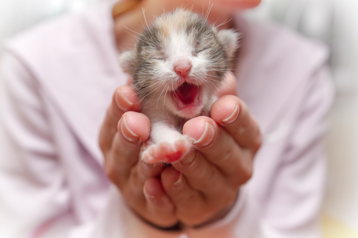 Kind Woman Praised for Rescuing Newborn Kittens One Hour Before