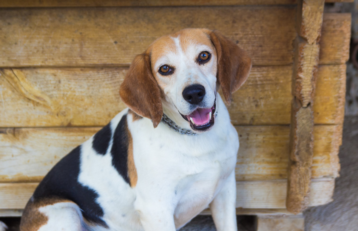 10-year-old-dog-s-sad-reaction-to-being-overlooked-at-adoption-event-is