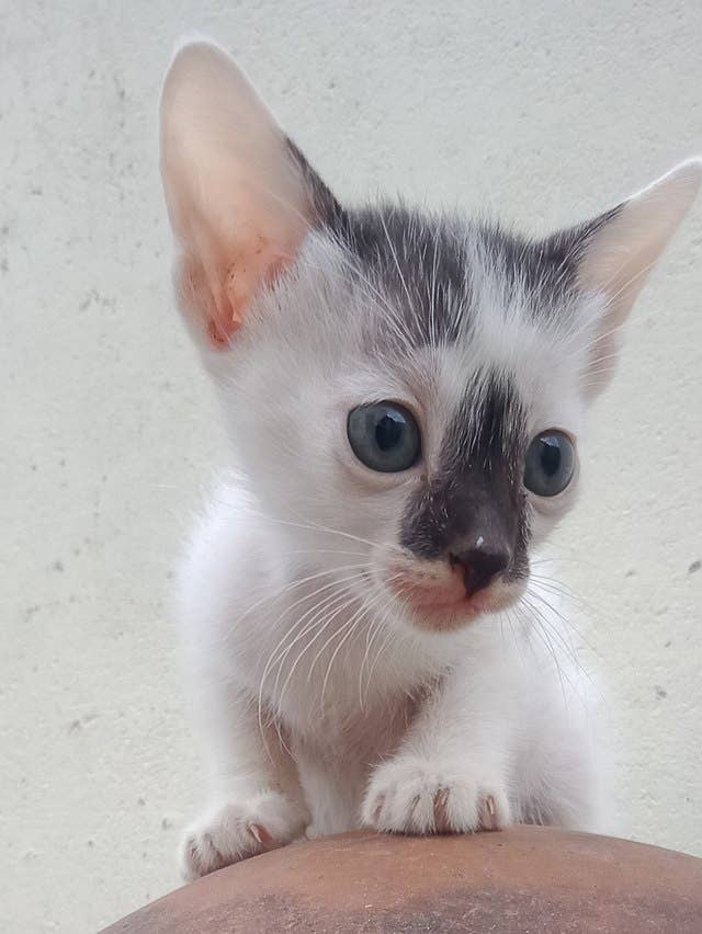 Why Does My Cat Have Diarrhea? (5 Common Causes) - PetHelpful
