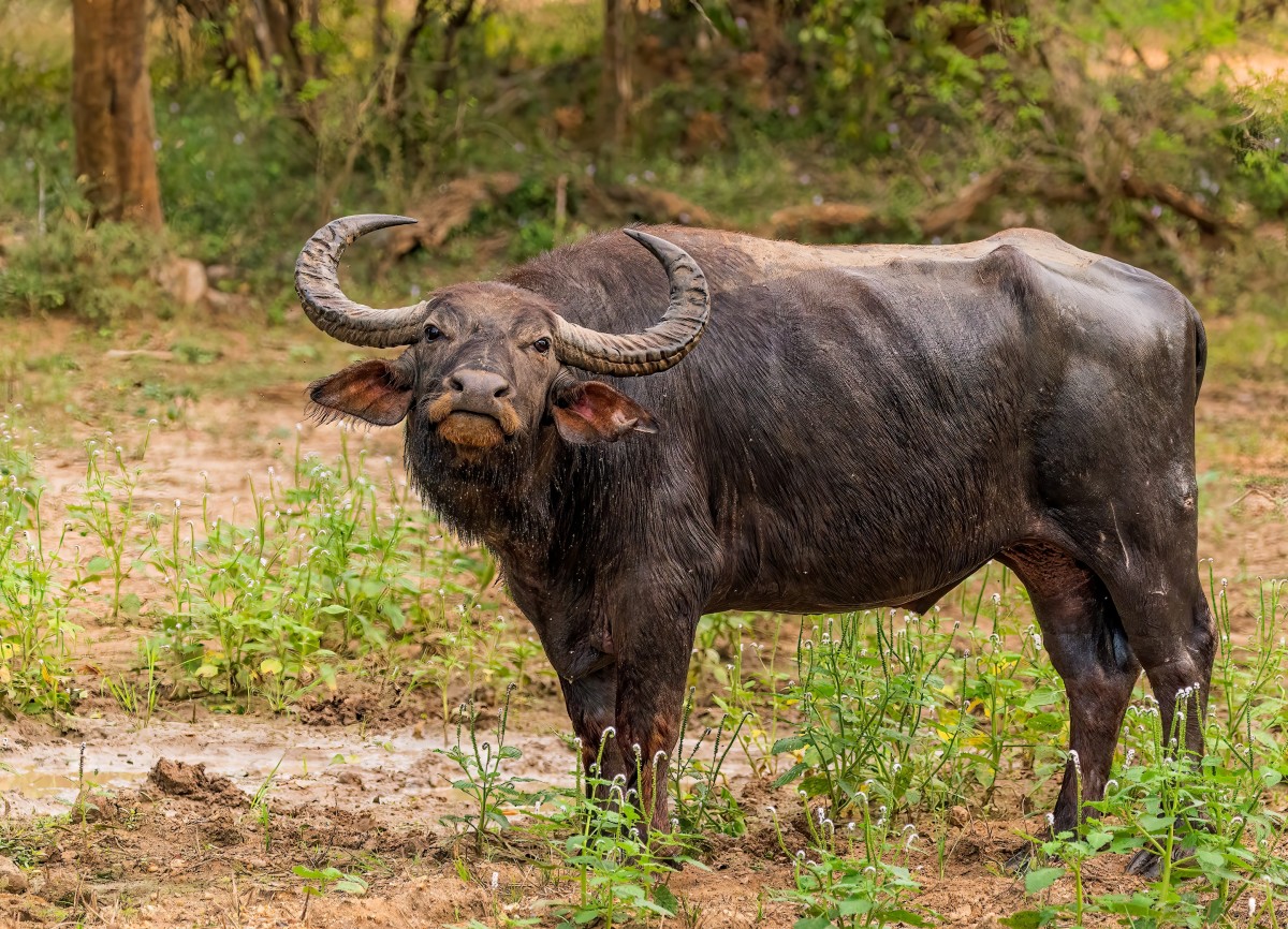 Little Boy's Unique Bond with a Buffalo Is So Full of Love - PetHelpful