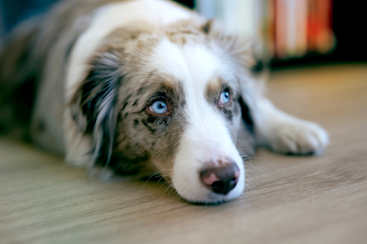 Surrendered Dog Sadly Waits by the Door Hoping His Family Will Return ...