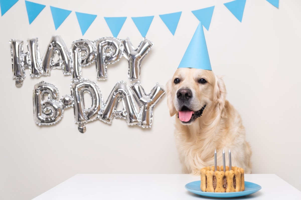 Patient Dog Waits for Guests to Finish Singing 'Happy Birthday' Before ...