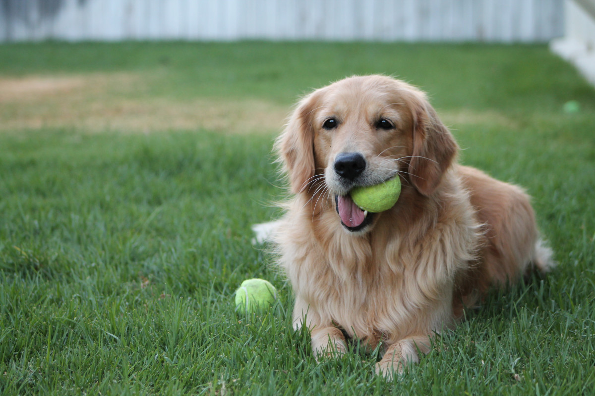 Golden Retrievers' Determined Attempt to Retrieve a Ball Is Just Too ...