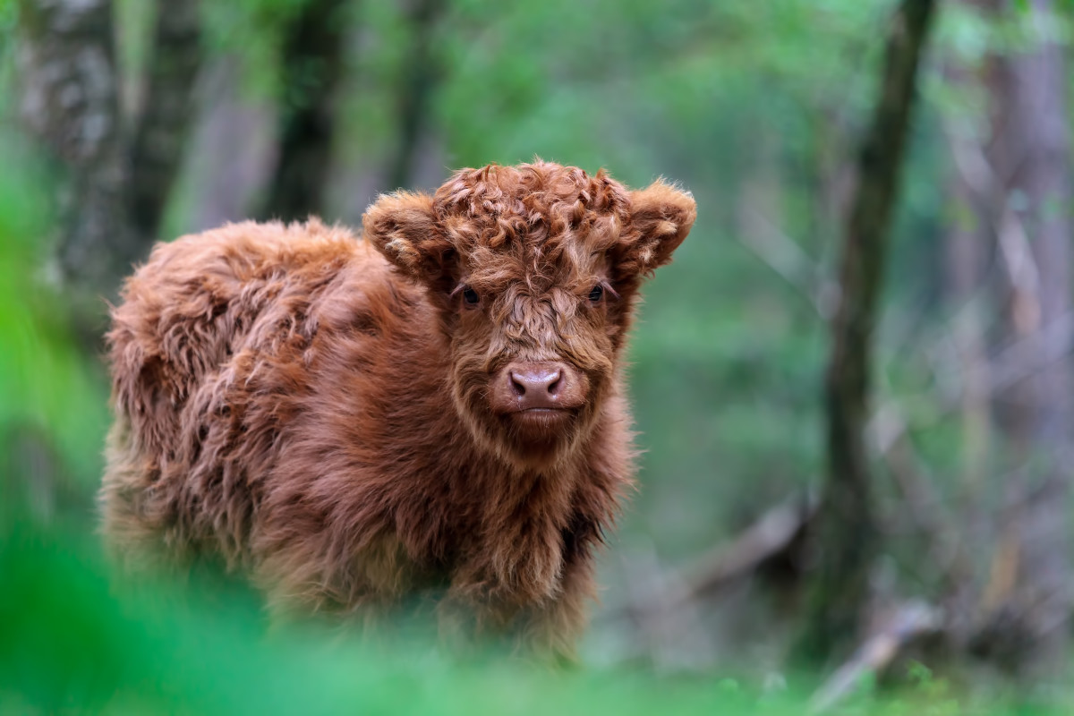 Farmer's Adorable Baby Micro Mini Highland Cow Acts Just Like a Puppy -  PetHelpful News