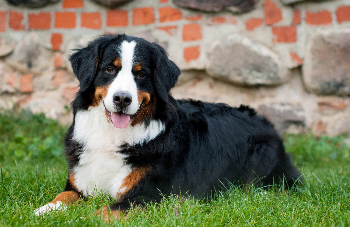 Bernese Mountain Dog's Excitement Over 'Getting the Baby from His Nap ...