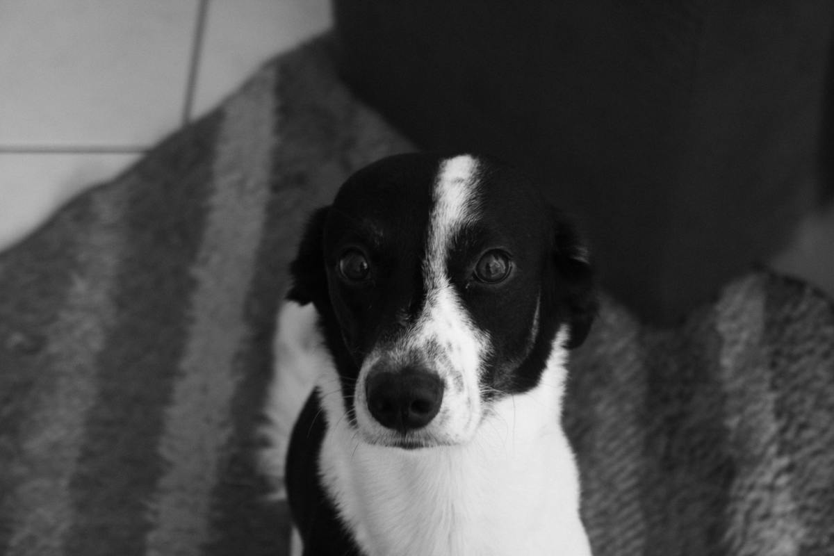 connecticut-shelter-dog-has-photoshoot-day-in-the-hopes-of-getting