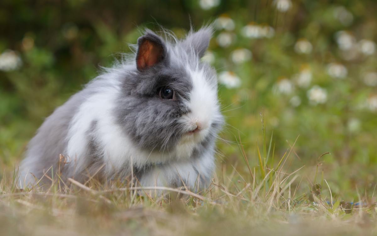 Little Rabbit Who Loves Being Brushed Is Impossible to Resist