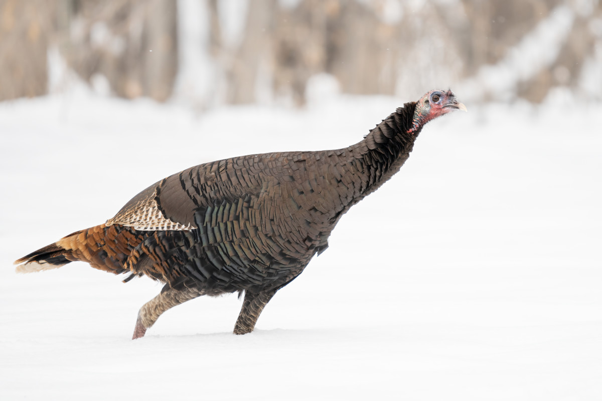 'Terrorizing Turkey' Totally Takes Over Neighborhood In Minnesota ...