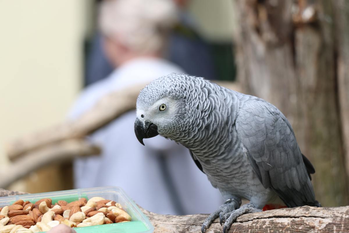 Parrot S Colorful Response To Being Asked To Sing A Song Is Totally Epic Pethelpful News