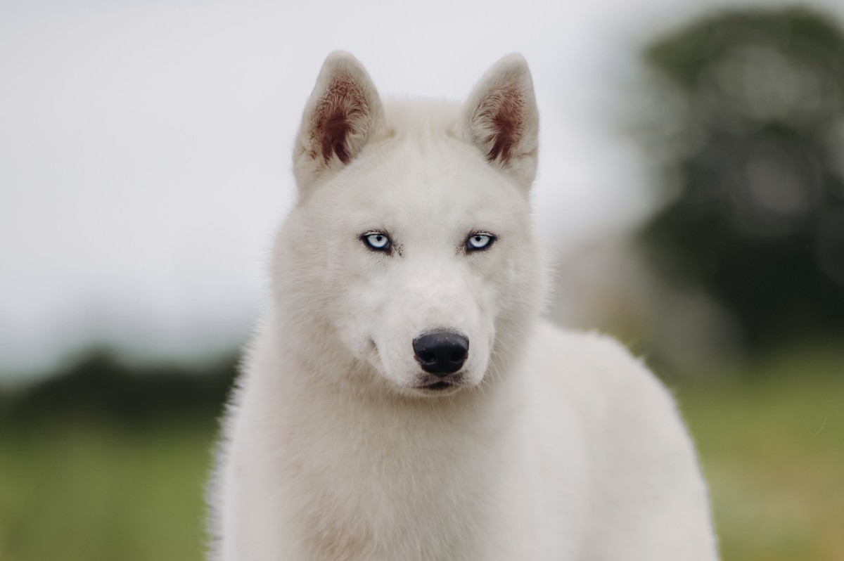 Dog with Neurological Disorder's Morning Routine Is a Breath of Fresh ...