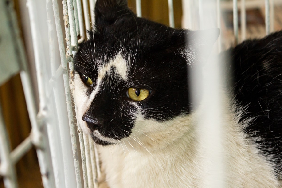 Cat Surrendered To Shelter All Because He Was Too Affectionate cat-surrendered-to-shelter-all-because-he-was-too-affectionate