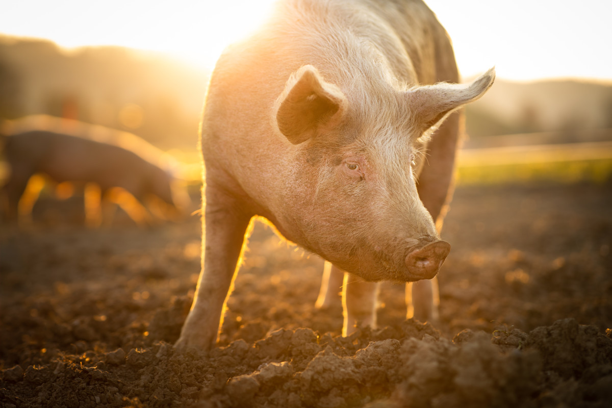 Pig step