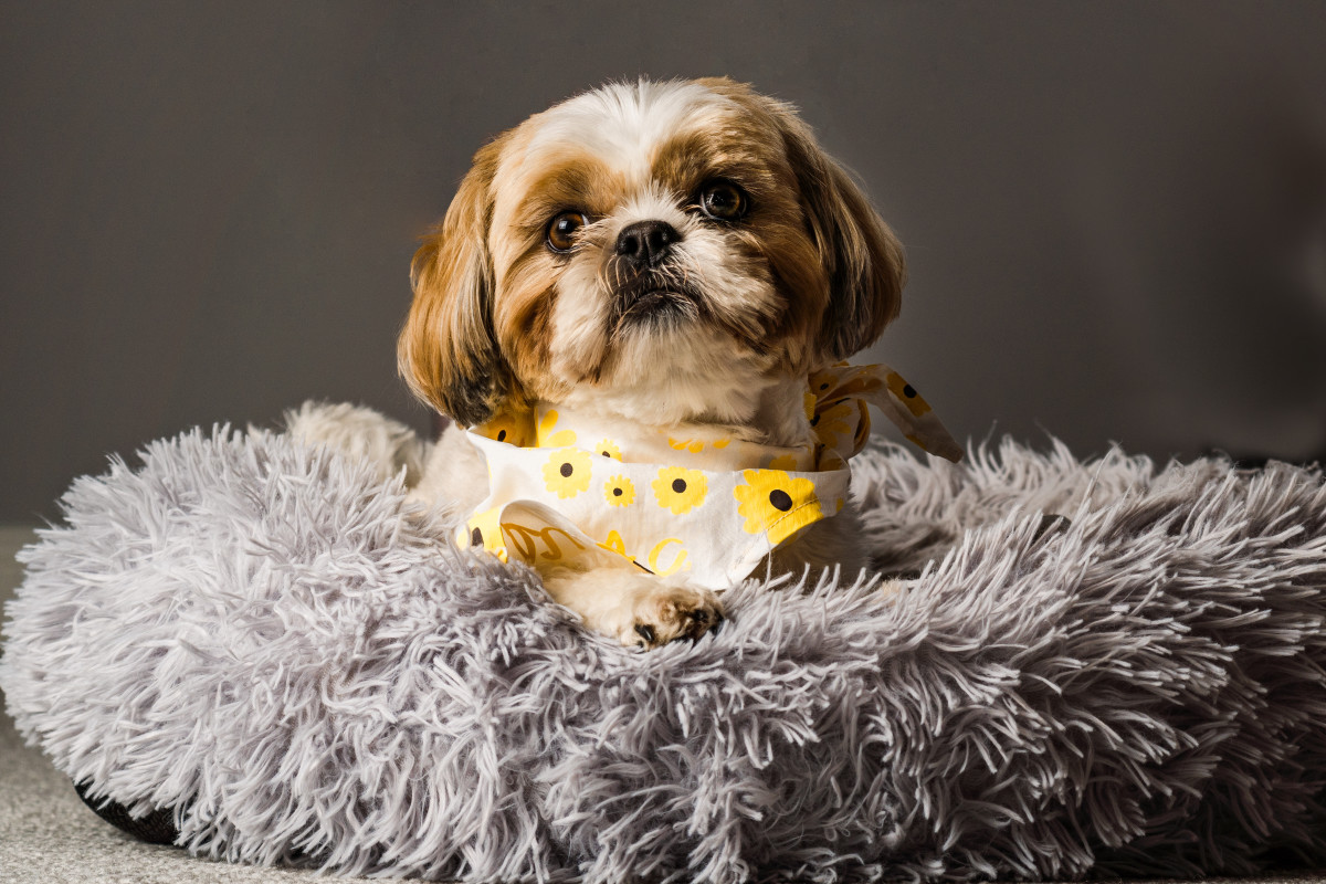 ‘Extremely Spoiled' Shih-Tzu Had More Fun on His Birthday Than Most ...