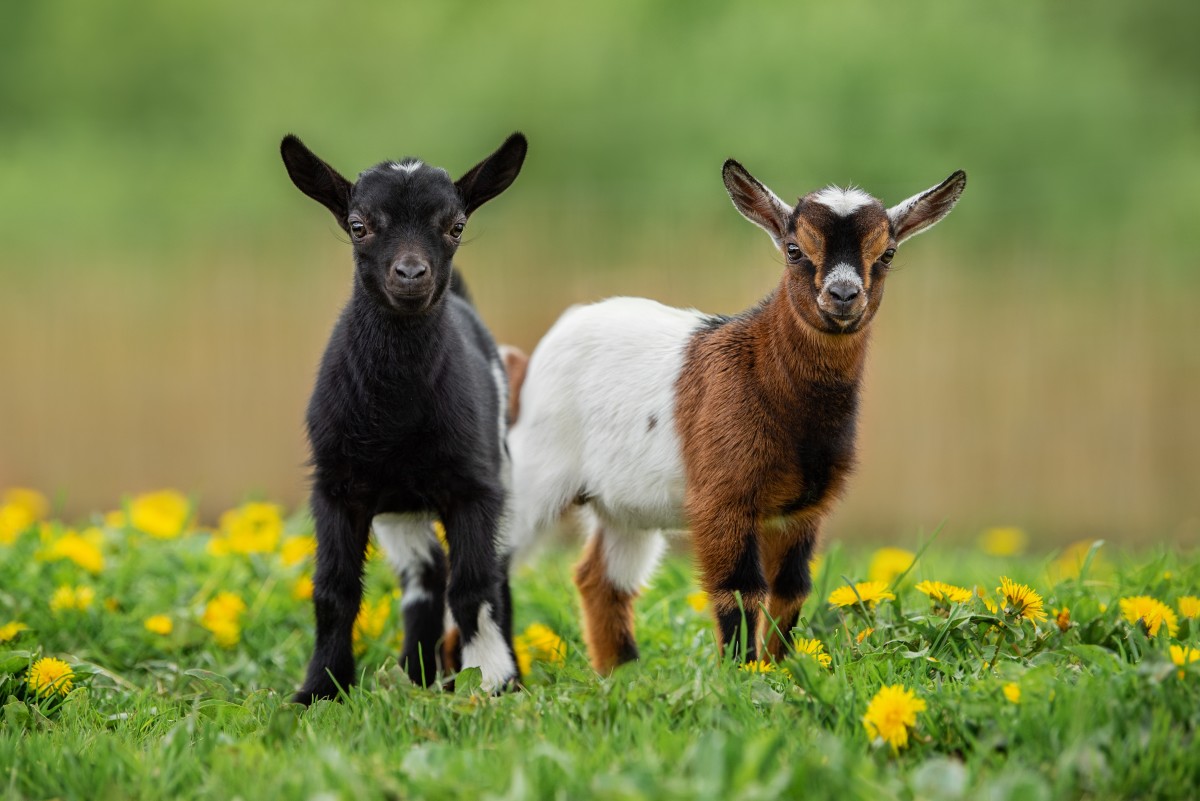 Baby Goats Are Melting Hearts With Their Joyful Responses To Mom 