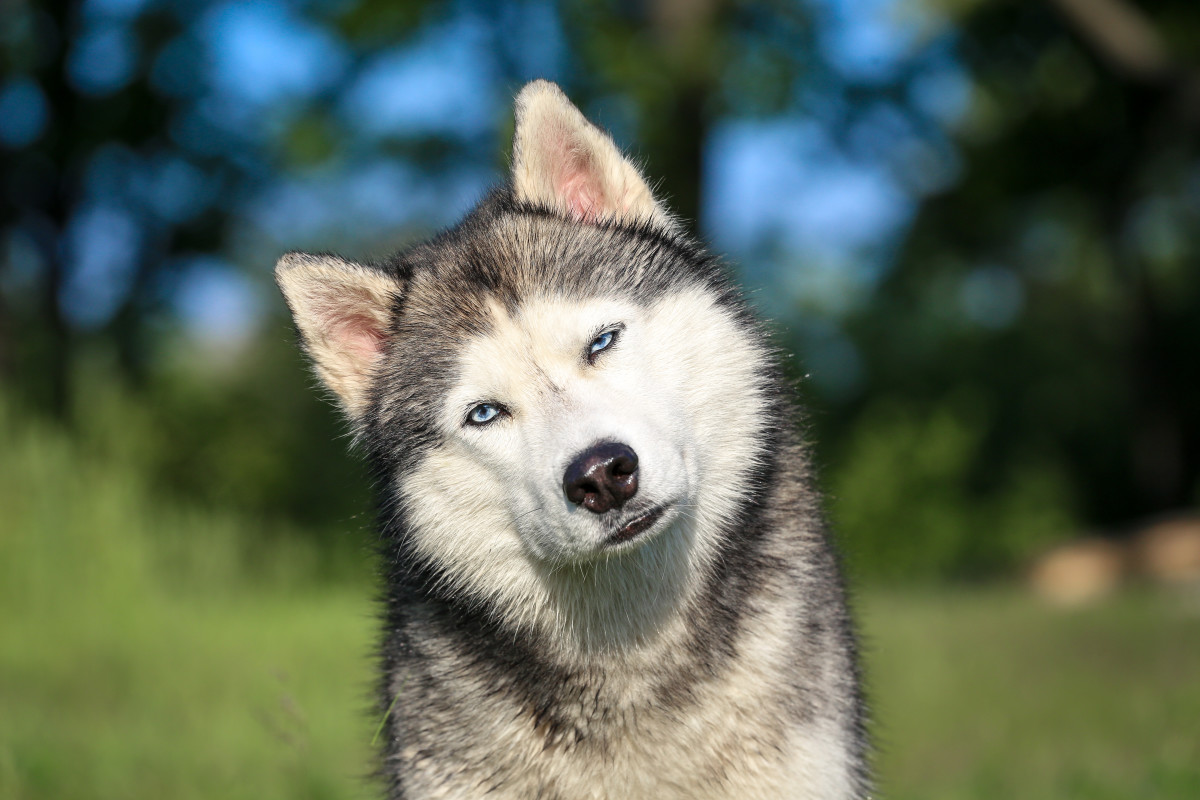 Sassy Husky's Reaction to Her New 'Haircut' Is Just Irresistible ...