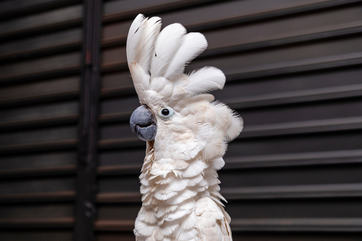 Cockatoo's Angry Rant to Mom Is the Gift That Keeps on Giving