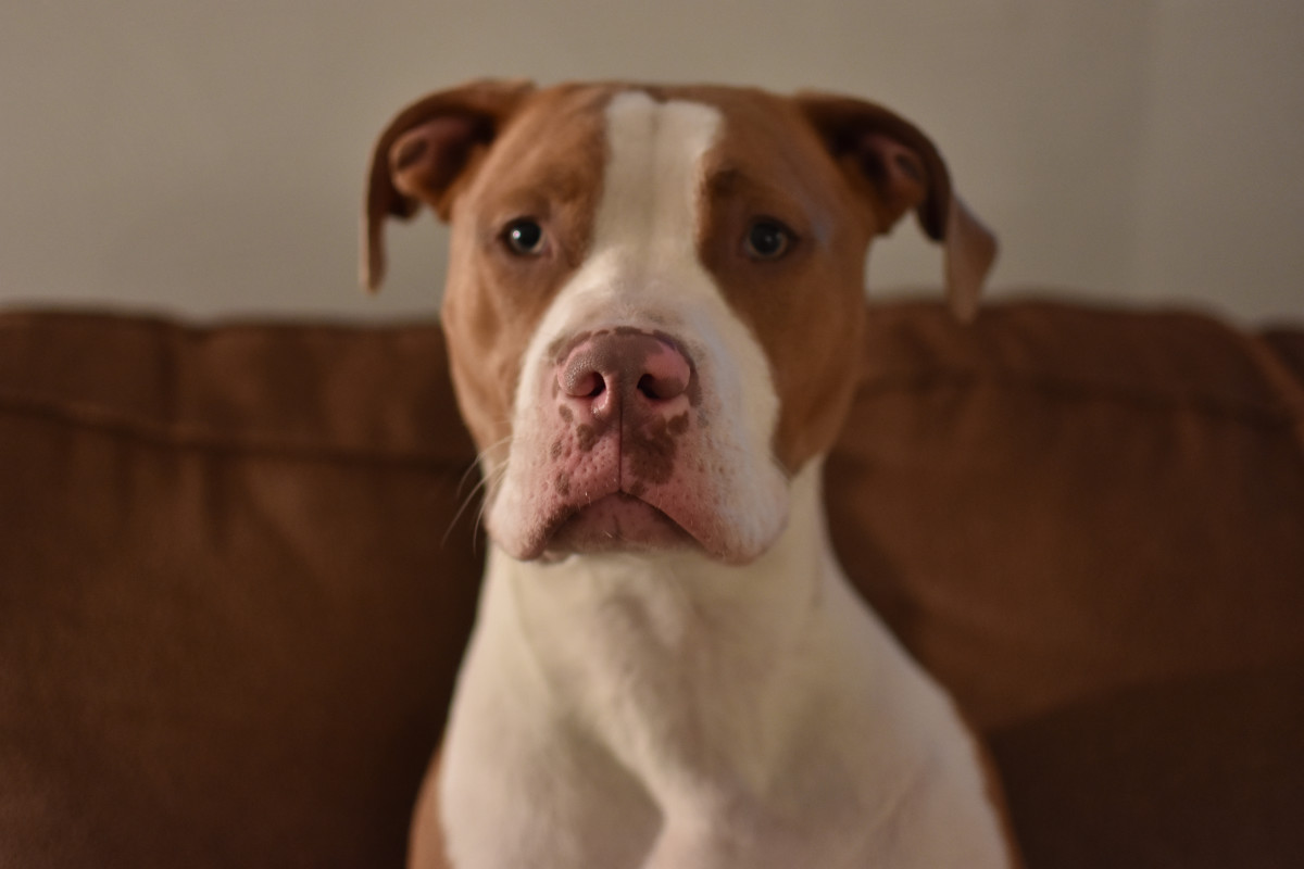 Florida Shelter Workers Go Above and Beyond to Help Mama Dog with