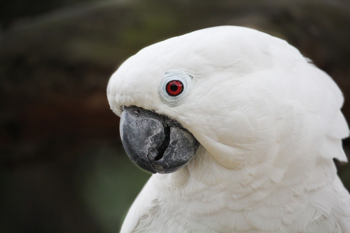 Precious Cockatoo Rushes to Greet Pup After He Returns From the Dog ...
