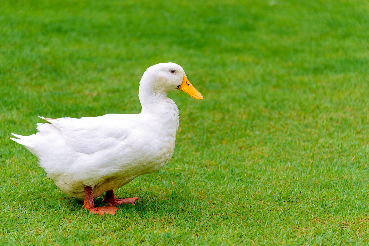 Duck Who Has a Case of the Zoomies Has People Captivated - PetHelpful