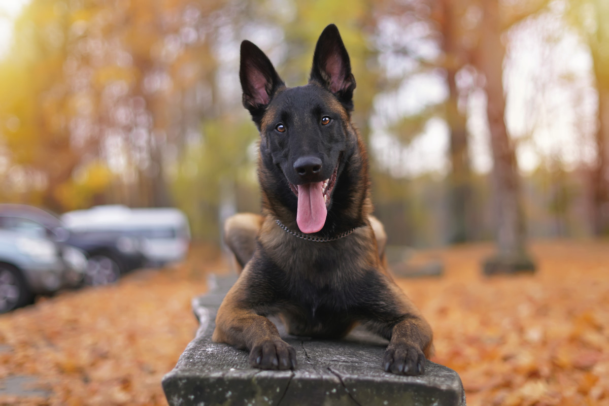 K9 dog s loyal dedication to protecting family s newborn is going viral