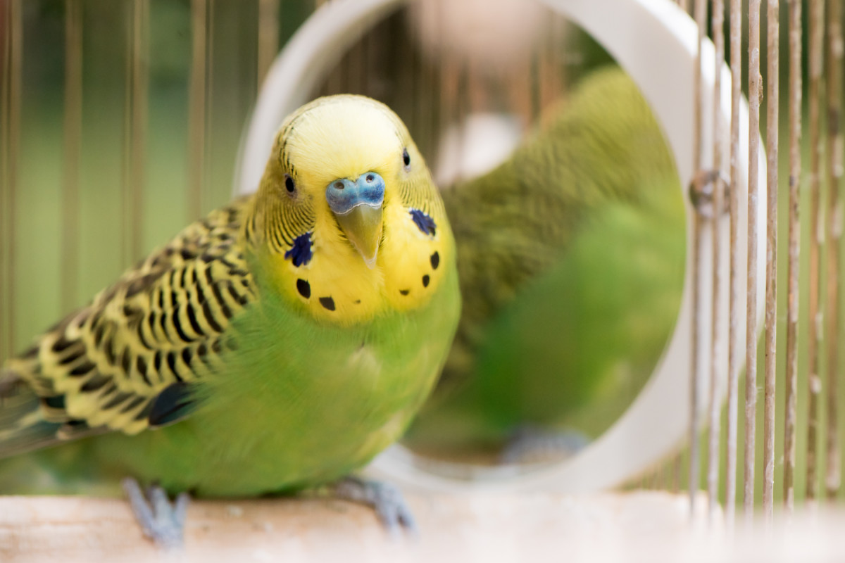 Owl and Parakeet Besties Interact in Adorable Video and It’s Cuteness ...