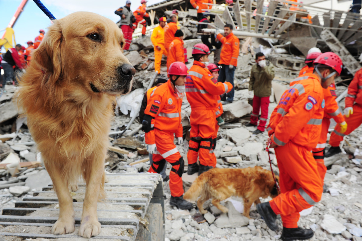 Specially Trained Rescue Dogs Sent To Turkey To Help Find Earthquake 