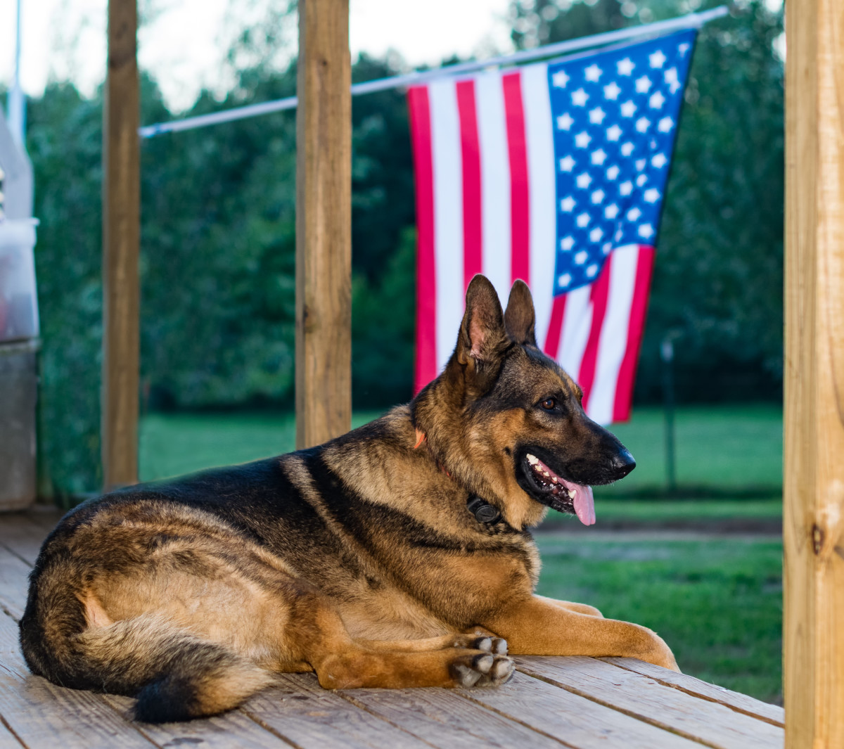 Southwest Airlines Flies Service Dog Home for the Last Time and It's So