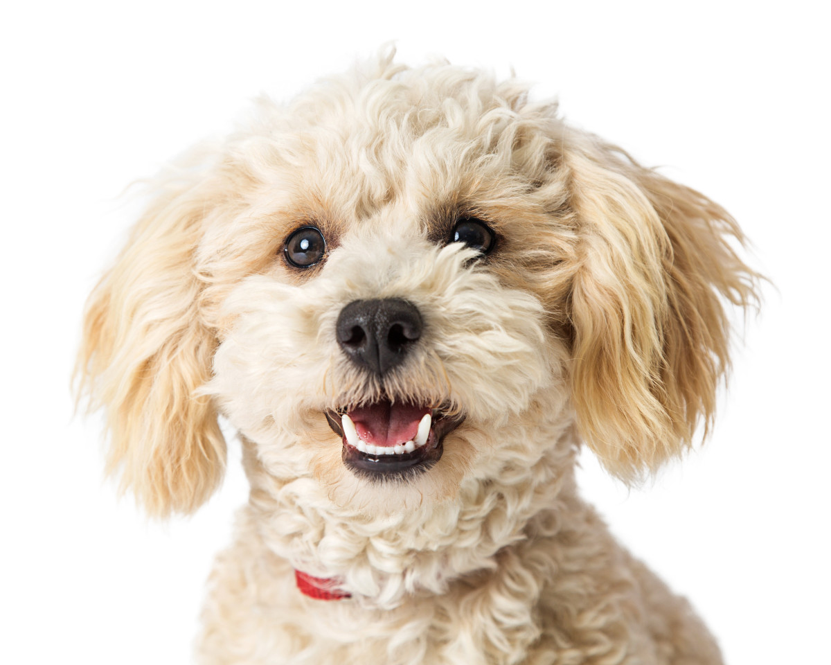 The Super Smart Toy Poodle: A Small Dog With a Big Personality - PetHelpful