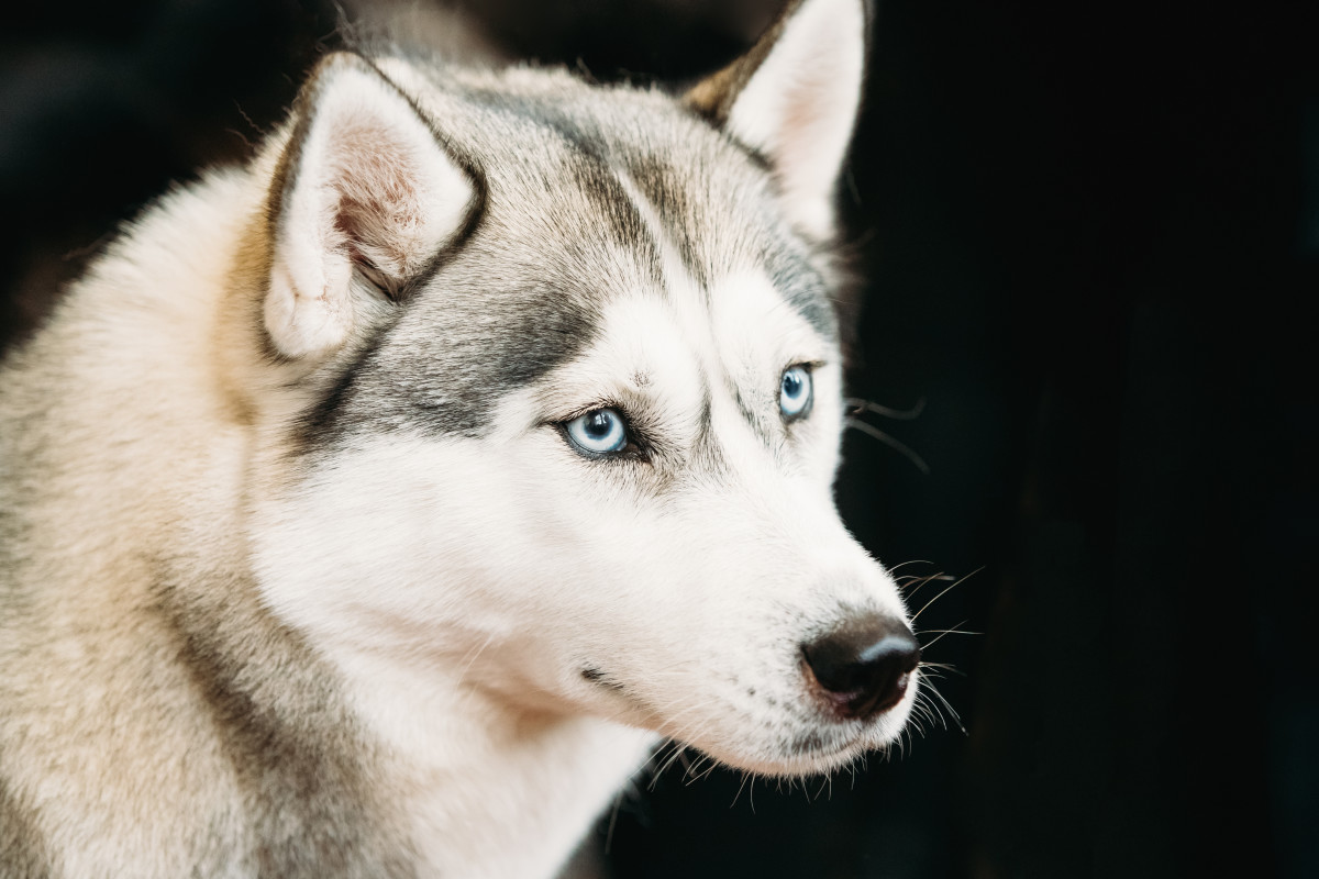 Husky and Dog Sibling Hilariously 'Roast' Each Other in Priceless Video ...